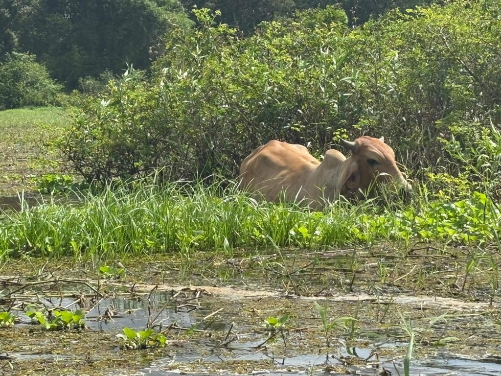 Reisebericht Französisch Guyana